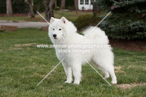 Samoyed dog on grass