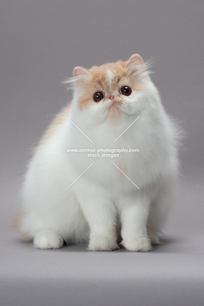 fluffy cream and white Persian cat looking cute