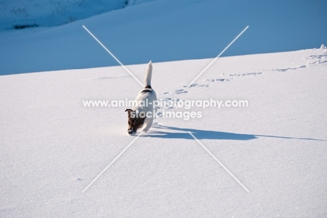 Jack Russell Terrier walking in snowy field