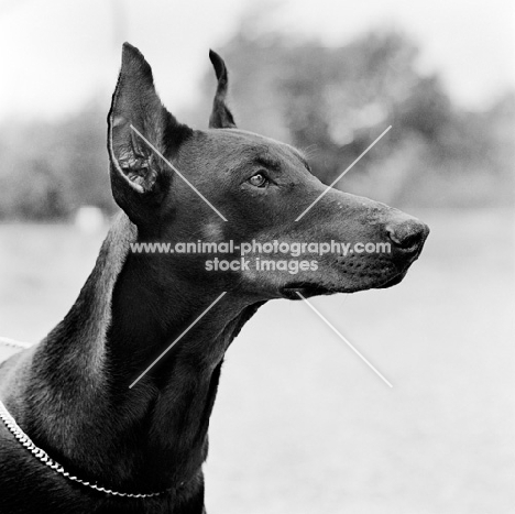 Gravin Cita van neerlands stam, dobermann with cropped ears, portrait