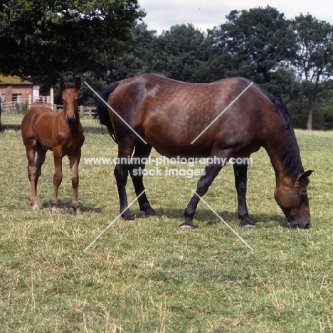 Cleveland Bay grazing with foal