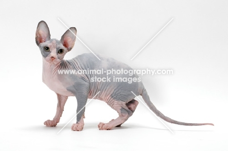 Sphynx cat, blue tortie & white colour, on white background