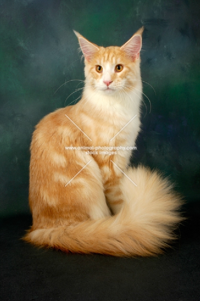 red and silver maine coon cat sitting