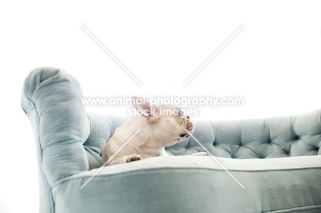 Fawn French Bulldog lying on vintage blue Chesterfield sofa.