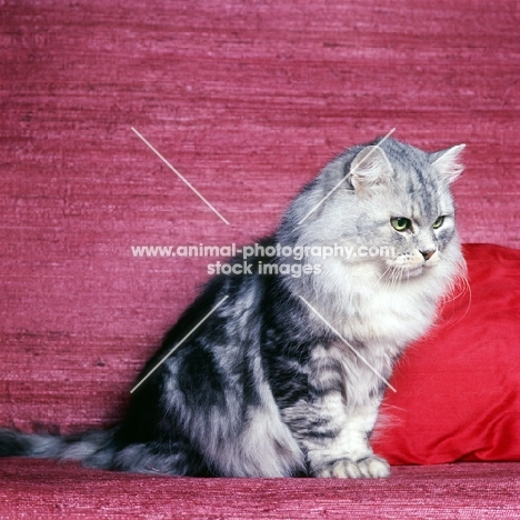ch dorstan darius, silver tabby long hair cat looking serious
