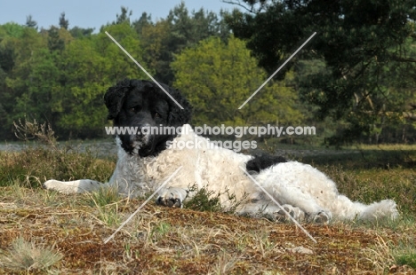 Wetterhound lying down