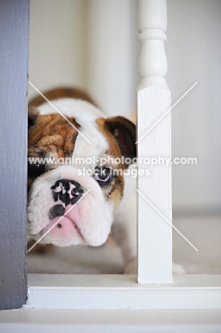 english bulldog puppy peeking through railing