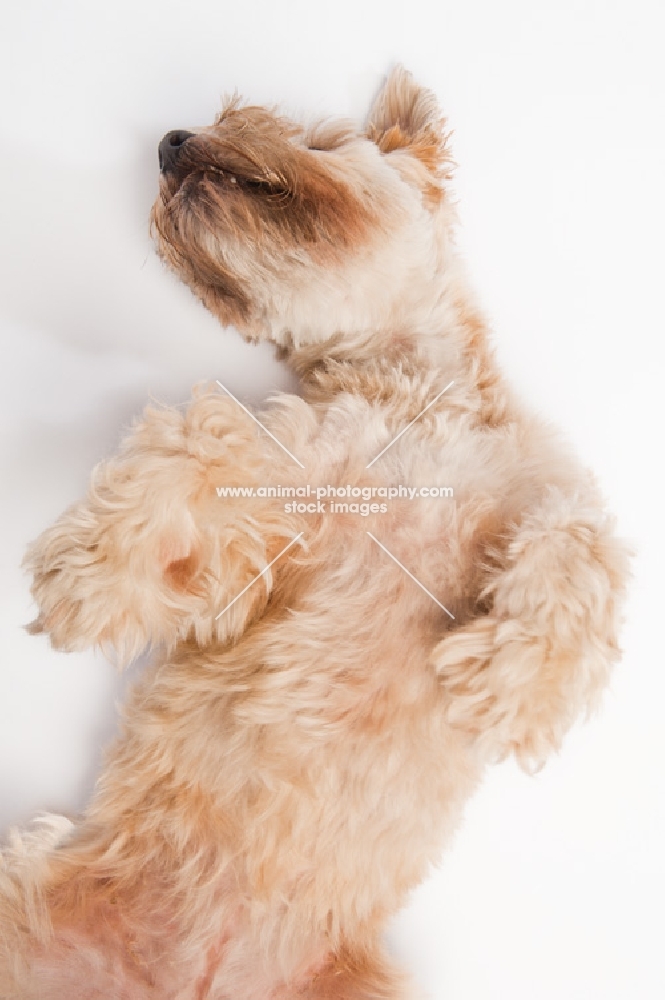 Terrier lying on back