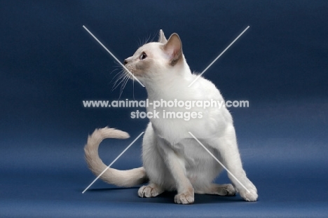 lilac point Tonkinese cat on blue background, looking away