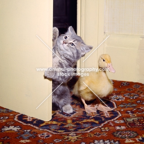kitten opening door and duckling