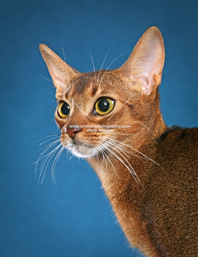 Abyssinian female head study, three quarter view, against teal background