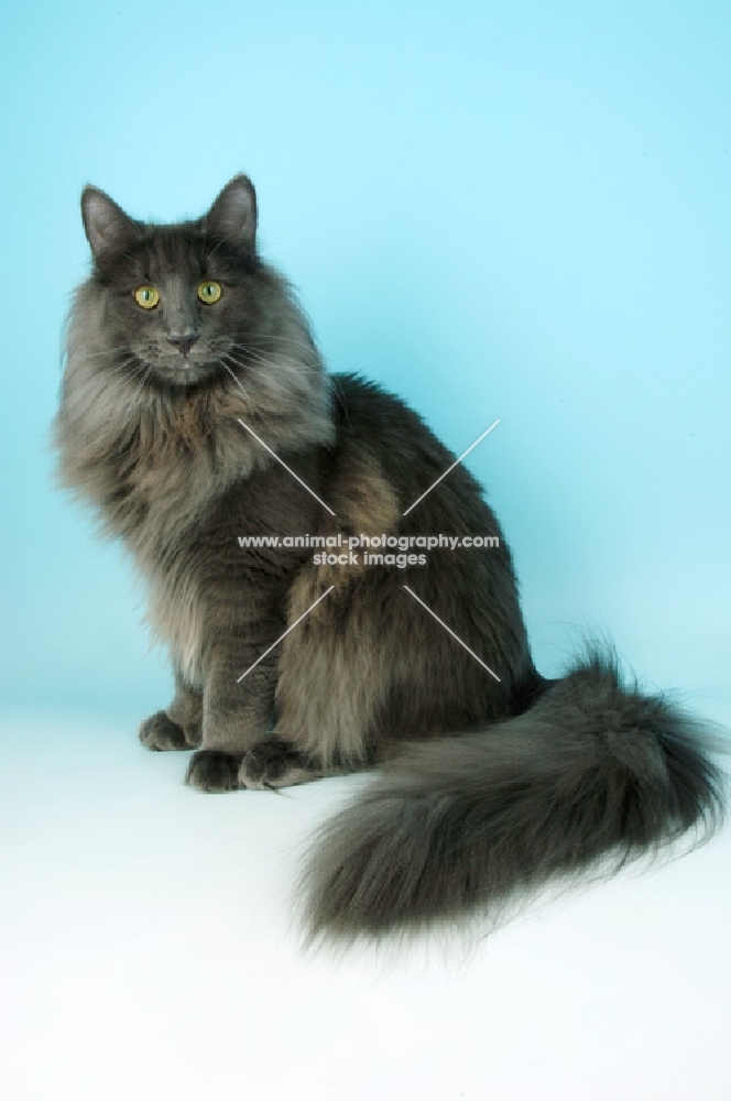 blue norwegian forest cat on blue background