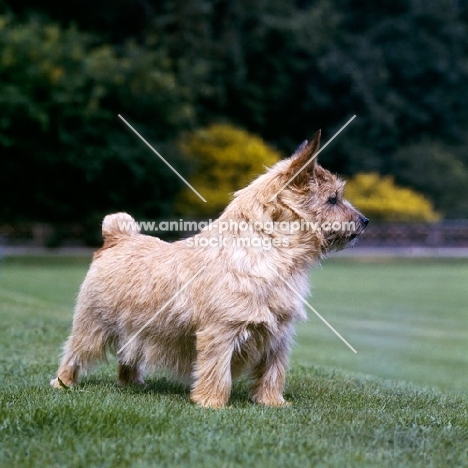 ch jericho ginger nut, norwich terrier standing on grass
