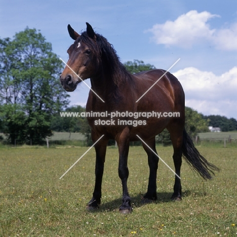 Connemara pony standing in a field 