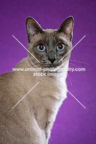 Thai Cat portrait
