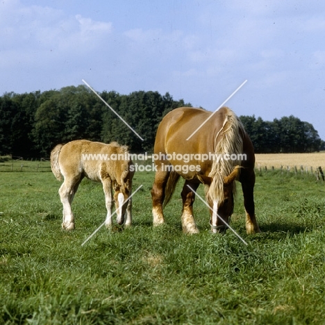 schleswig mare grazing with her  foal 