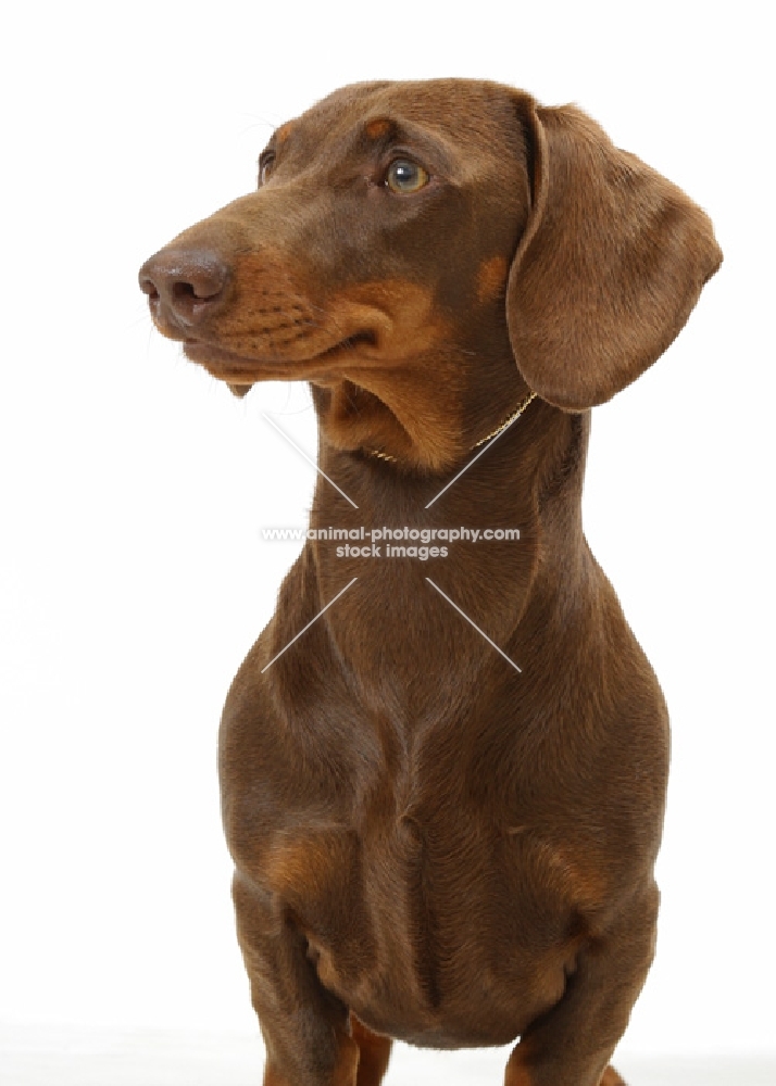 Chocolate Smooth Dachshund on white background, looking away