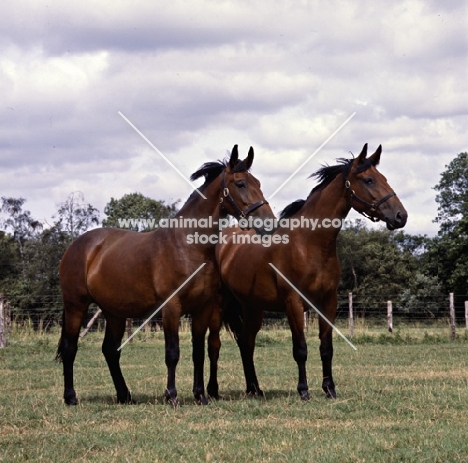 two Cleveland Bay mares