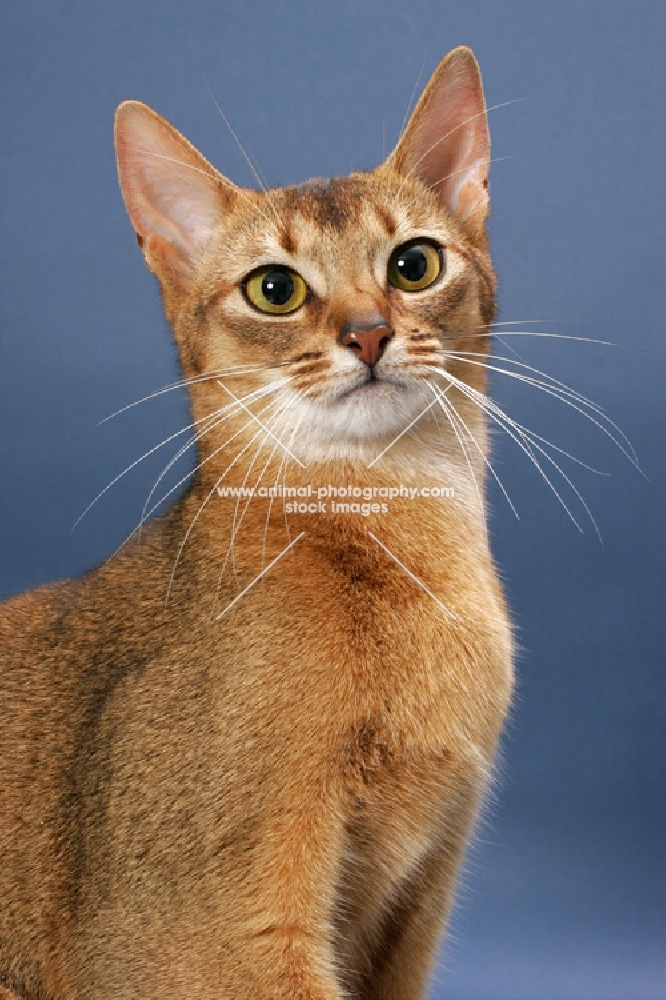 Ruddy Abyssinian on blue background, portrait