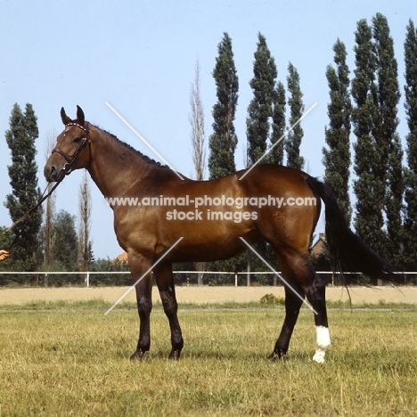 Patience, side view of Holstein mare at Elmshorn