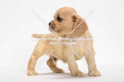 American Cocker Spaniel puppy looking away