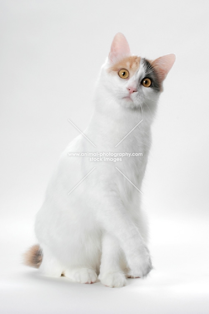 Blue Tortie & White Turkish Van cat, looking curious