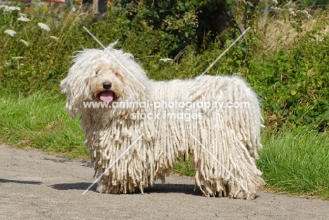 champion puli