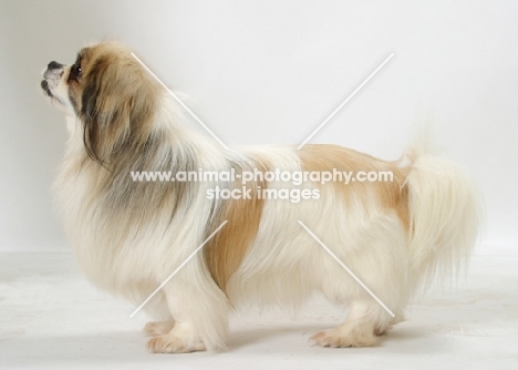 Australian Champion Tibetan Spaniel, White with Fawn Sable colour