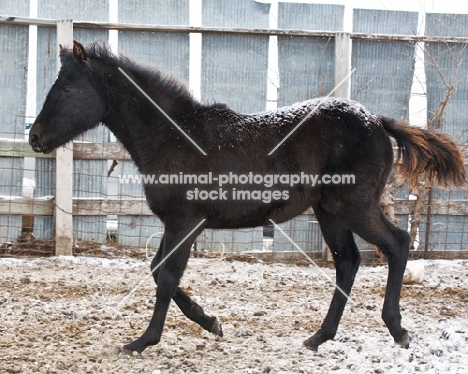 Morgan Horse in winter