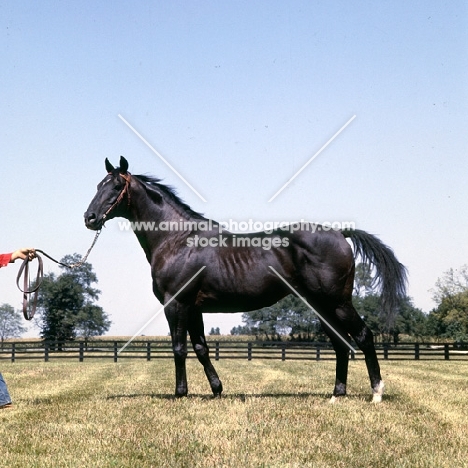 nearctic, son of nearco, sire of northern dancer, thoroughbred in usa