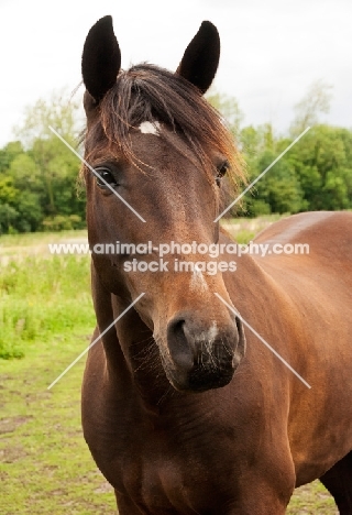 Trakehner horse standing in green field