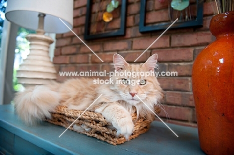 orange maine coon nestled in basket