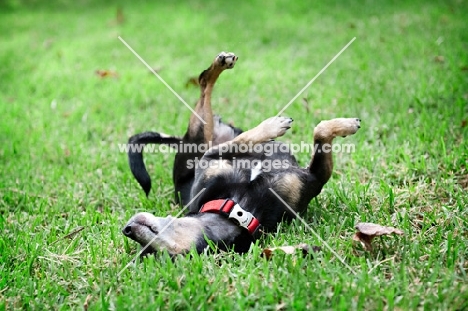 short-haired chihuahua rolling in grass