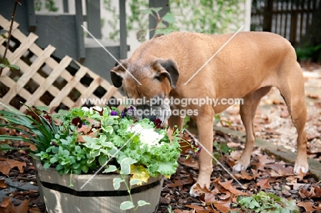 boxer sniffing planter