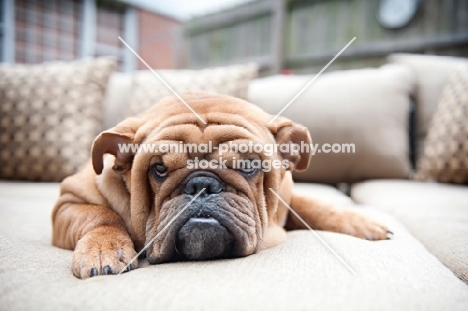 bulldog resting head on couch