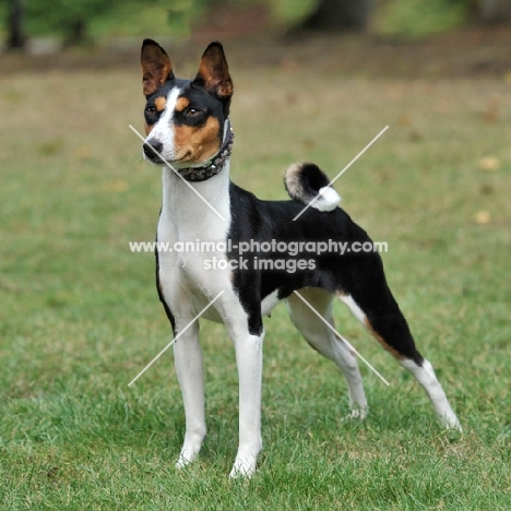 tri colour basenji stood on grass