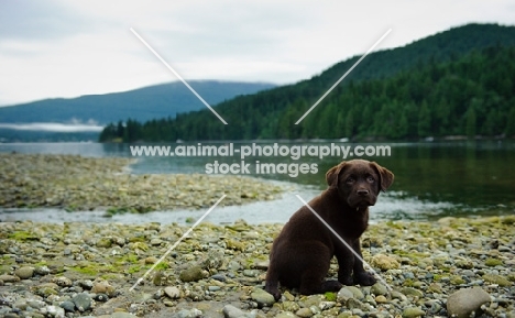 Chocolate Labrador Retriever puppy sitting posing for a picture.