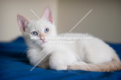 flame point siamese kitten sitting with paws tucked
