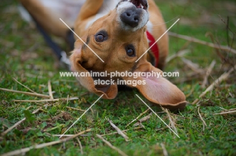 beagle belly up with a funny expression