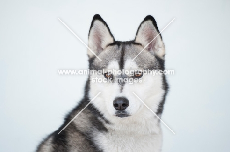 Siberian Husky portrait on white background