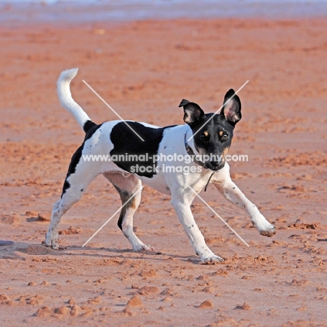 mixed breed terrier