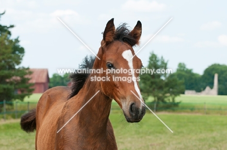 one thoroughbred foal in green field