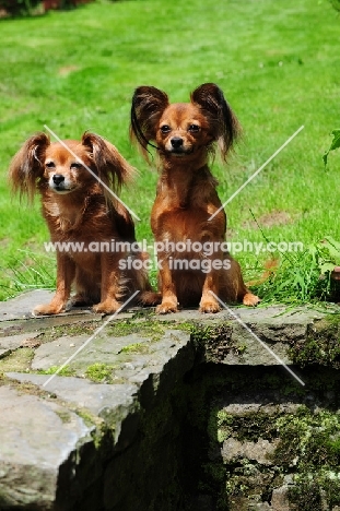 two alert Russian Toy Terriers sitting in garden looking towards camera