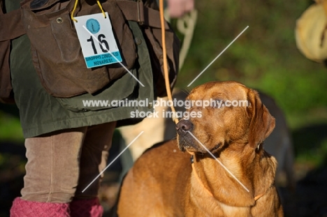 redfox labrador standing near owner