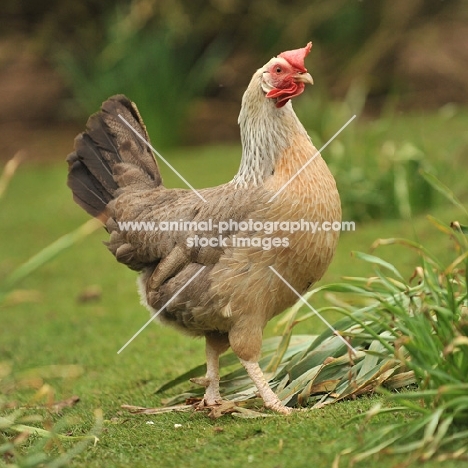 Leghorn chicken