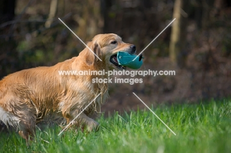 wet Golden retriever running with dummy