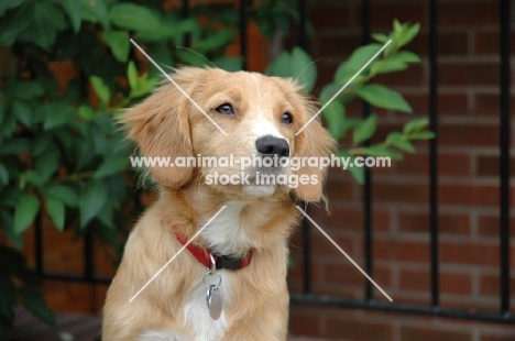 Nova Scotia Duck Tolling Retriever