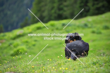 black and tan mongrel dog resting on grass and looking back over her shoulder