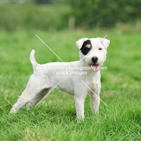 docked white working type lakekand terrier