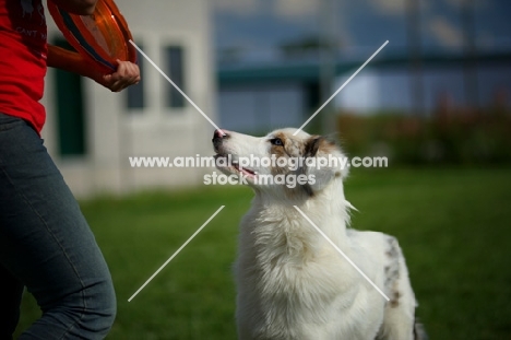 white merle australian shepherd looking up towards trainer